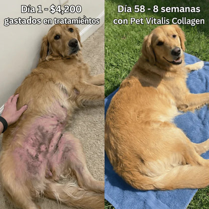 Colageno para mascotas Premium® | Oferta 2 frascos por $113,000